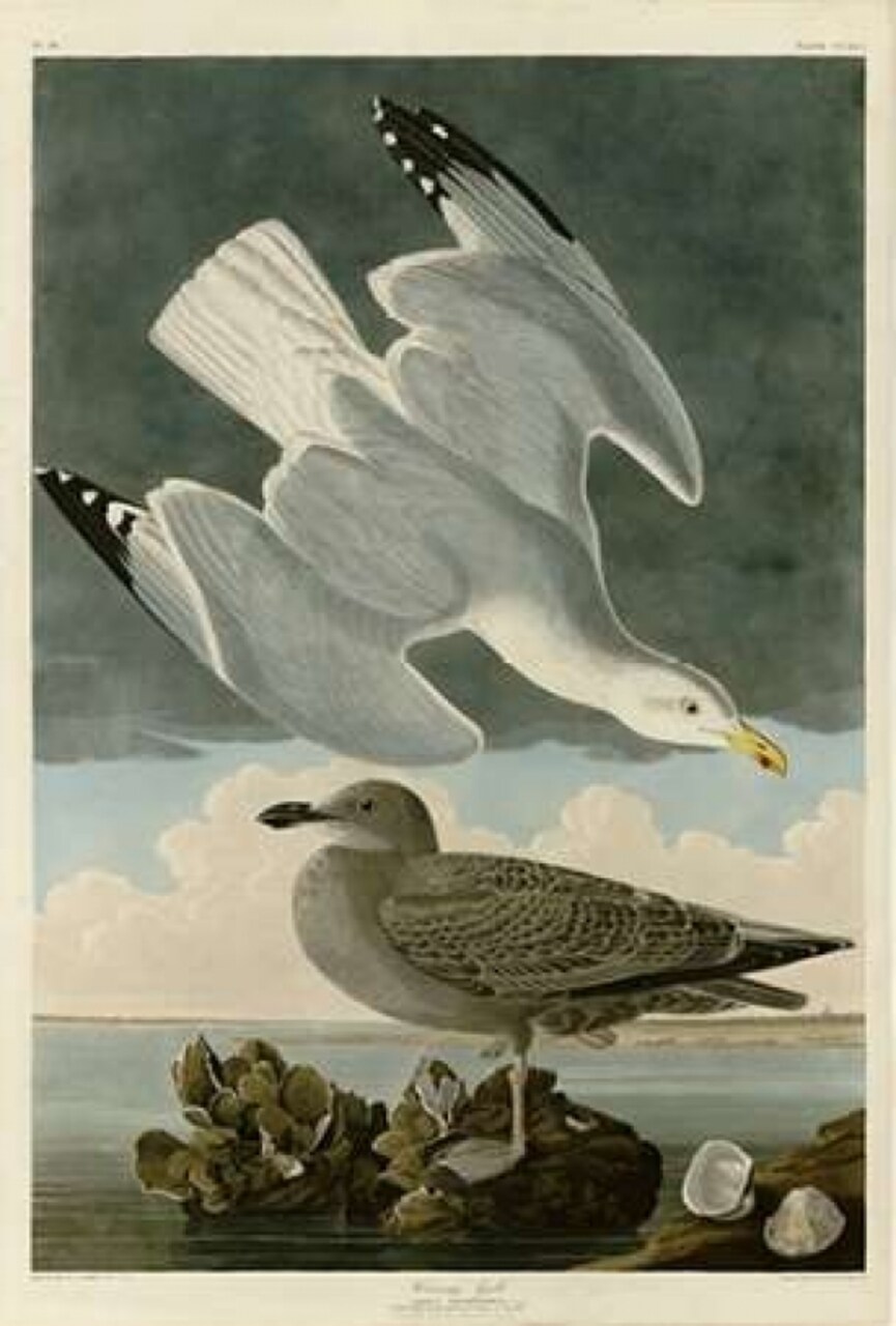 Herring Gull Poster Print by John James Audubon - Item # VARPDXJJA291